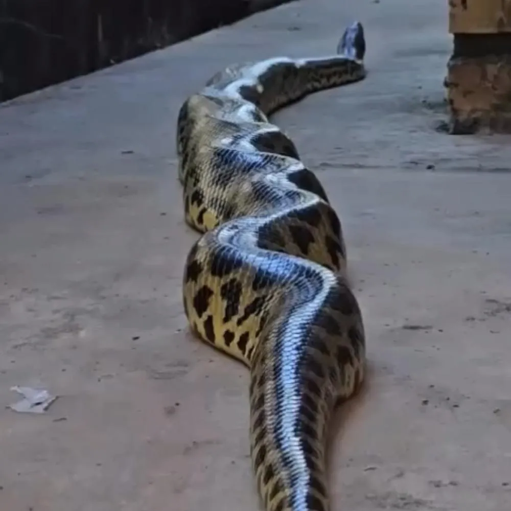 Sucuri de até 3,6 metros é flagrada perto de hotel no Pantanal Mato-grossense