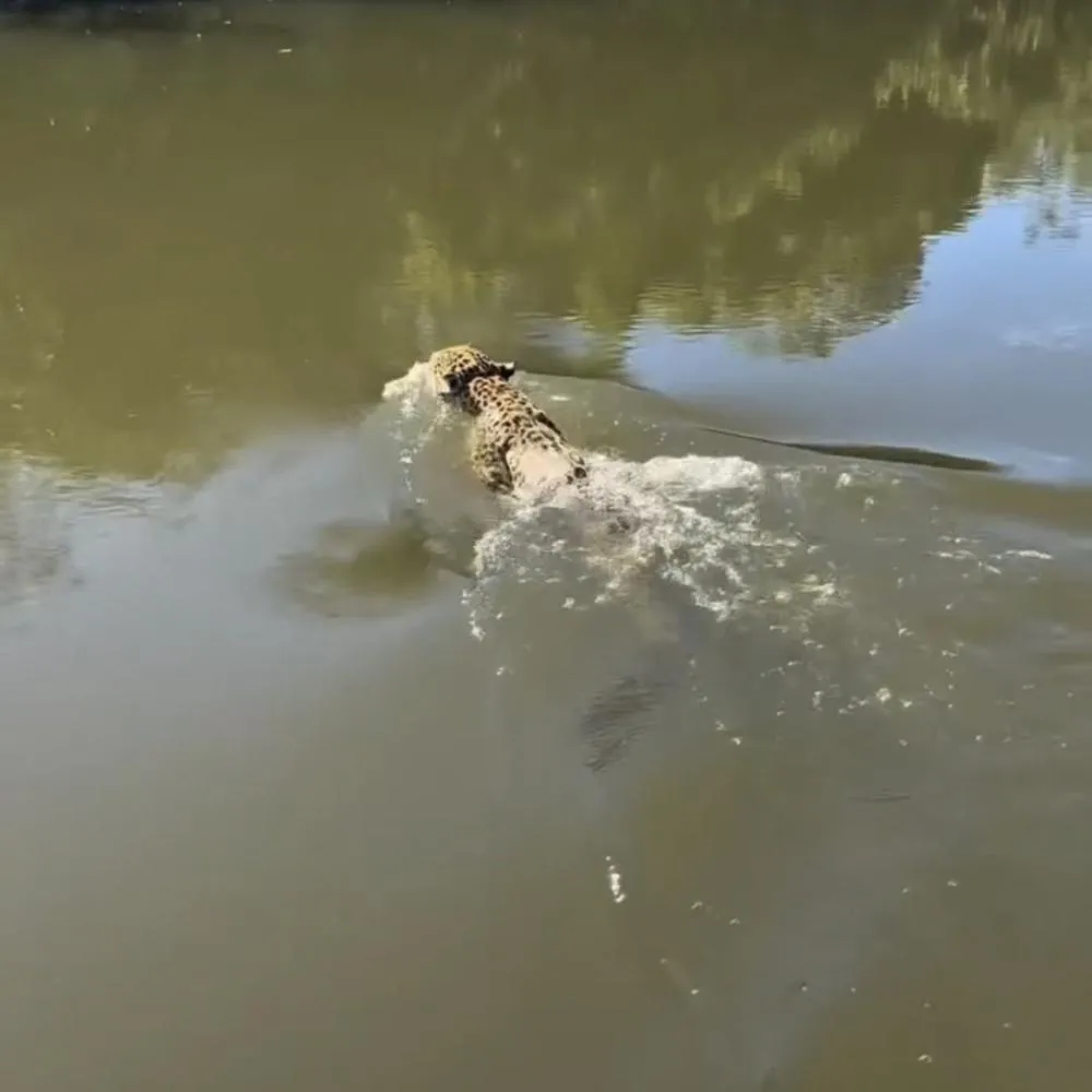 Onça atravessa rio e surpreende pescador em Querência