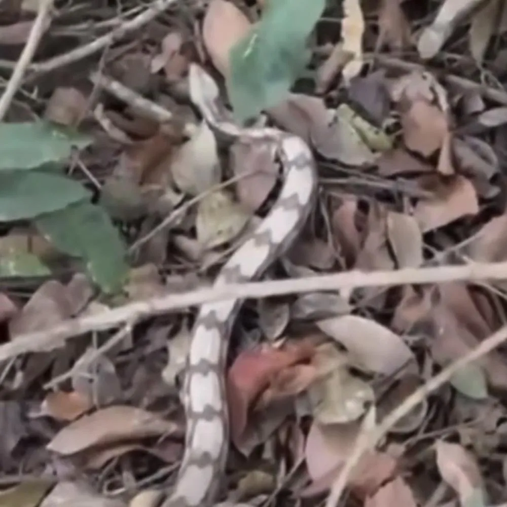 Animal silvestre é devolvido à natureza após resgate em Lucas do Rio Verde