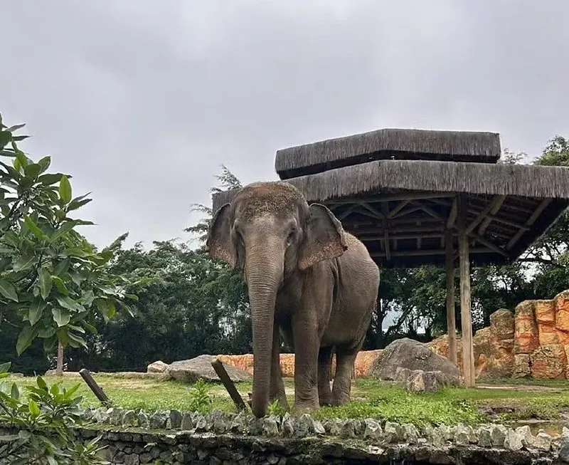 Elefanta do Beto Carrero ganhará novo lar em Chapada dos Guimarães