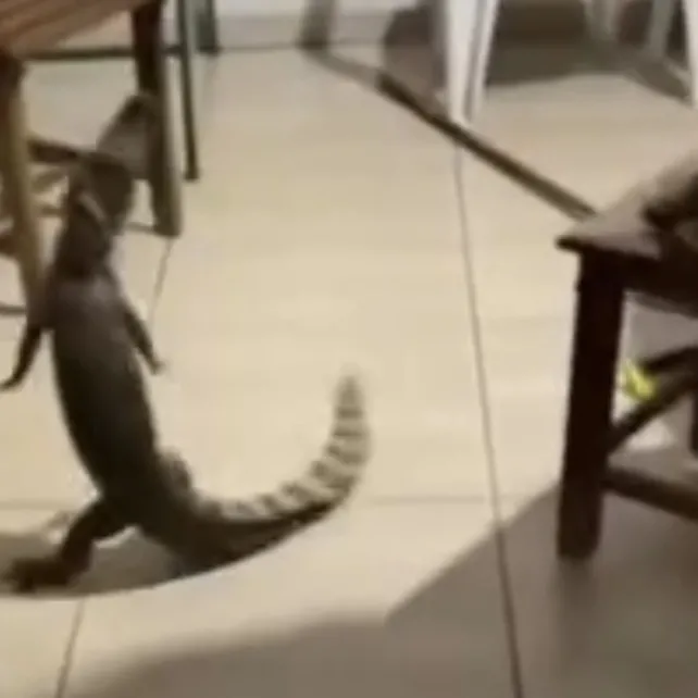 Jacaré invade UBS e assusta funcionários em Curvelândia