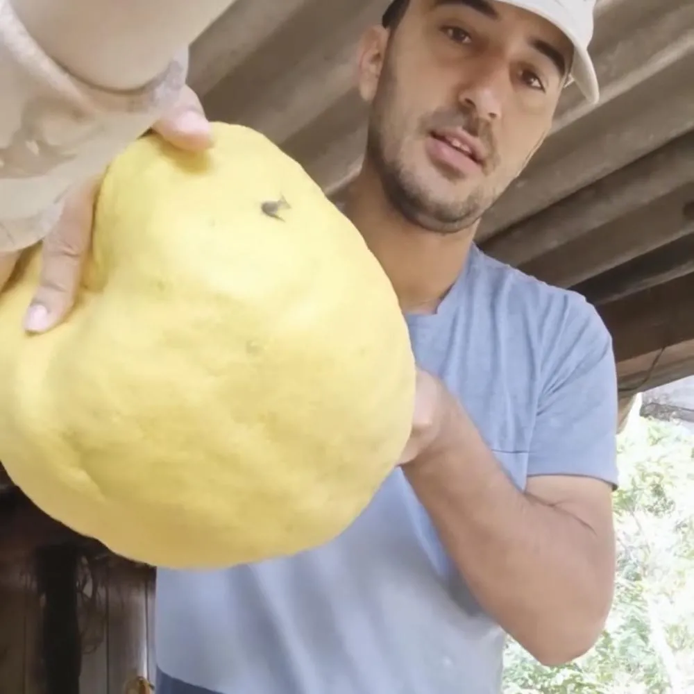 Limão de quase 4 quilos chama atenção nas redes