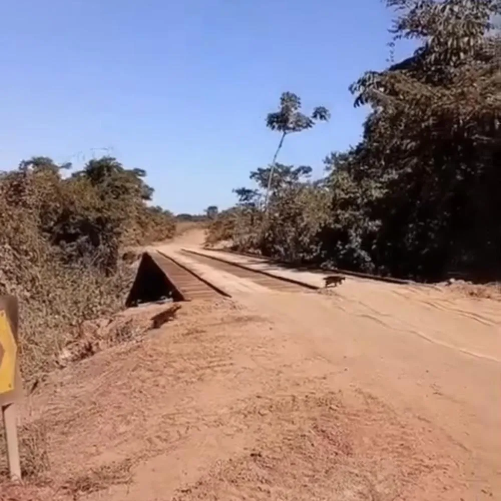 Rara matilha de cães-vinagre é flagrada em Água Boa