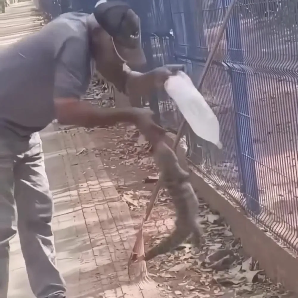 Trabalhador perde parte do dedo após ataque de teiú em Rondonópolis