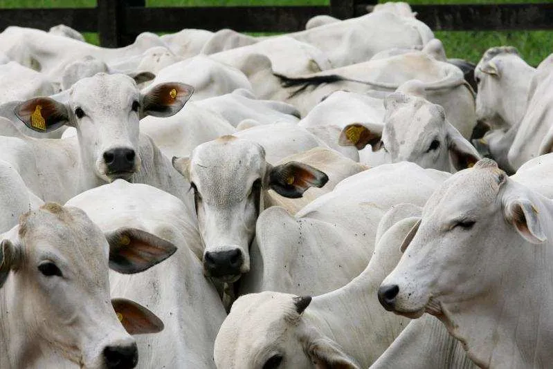IBGE aponta Mato Grosso como destaque no setor bovino em 2026