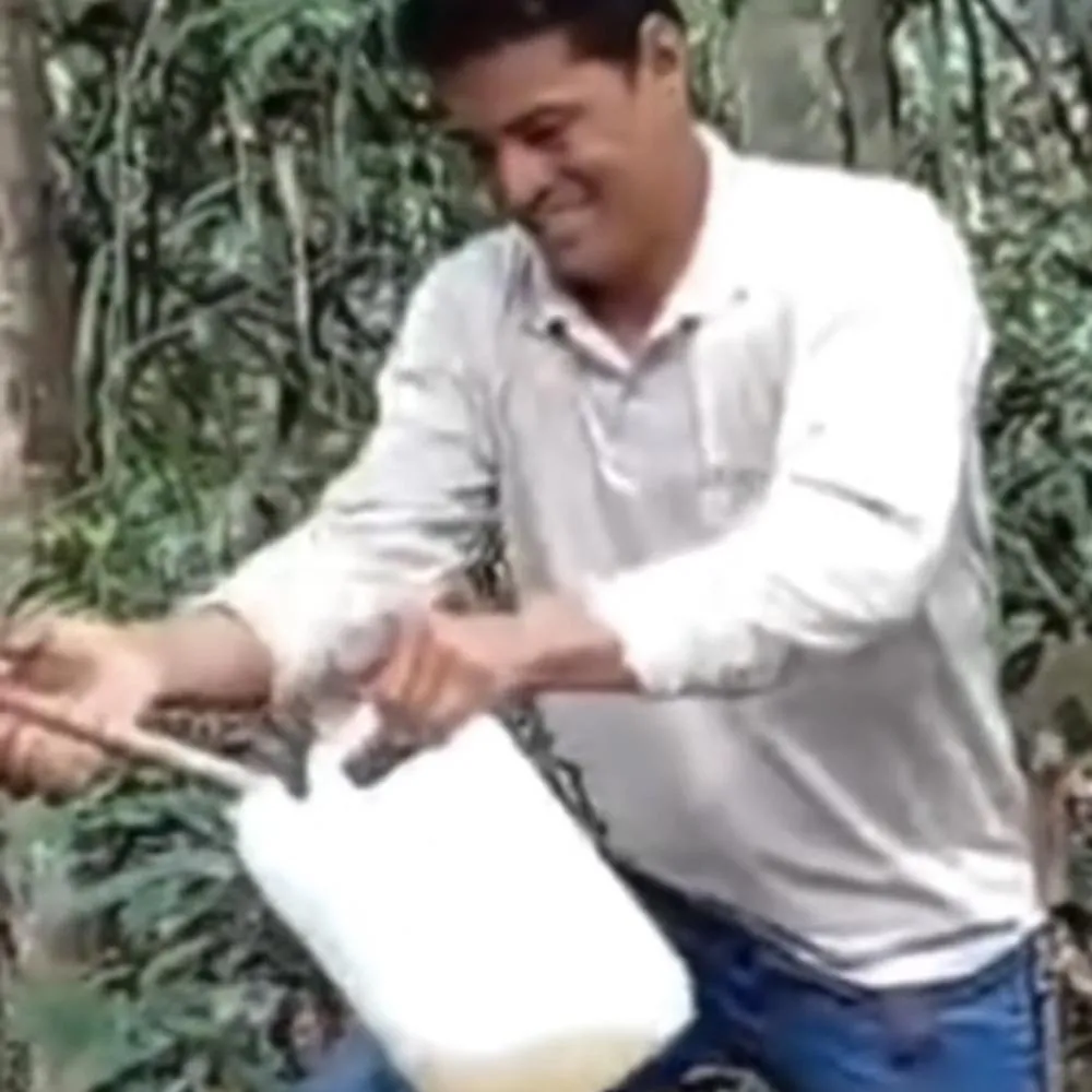 Vídeo mostra extração de 40 litros de óleo de copaíba em Cotriguaçu