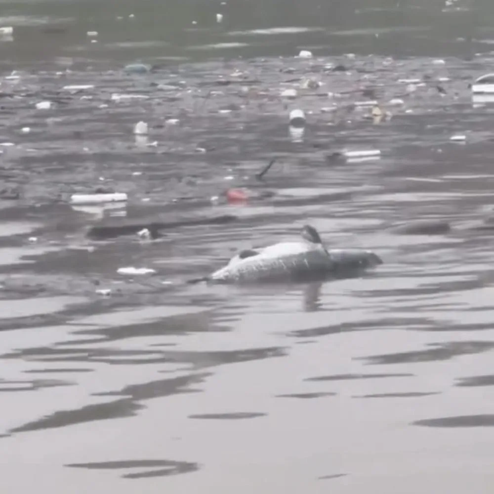 Resíduos e peixes mortos aparecem no Rio Cuiabá