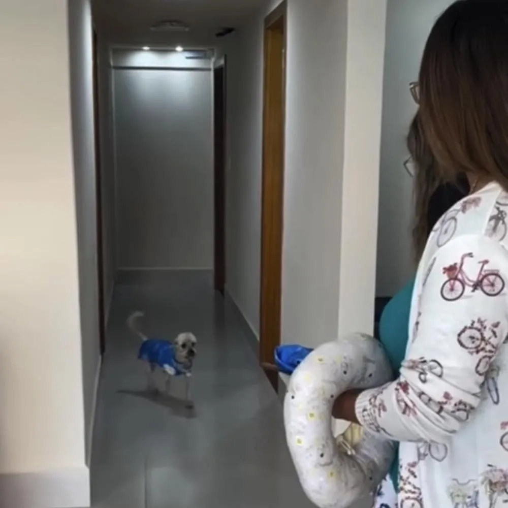 Cão queimado em pet shop recebe alta após longa recuperação