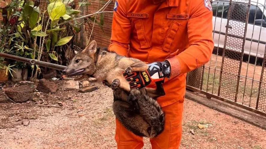 Lobete é resgatado dentro de casa em Cáceres e devolvido à natureza