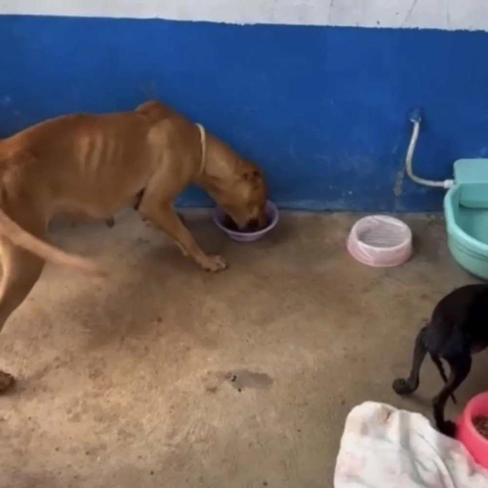 Cães são resgatados de maus-tratos e dois homens acabam presos em Barra do Garças