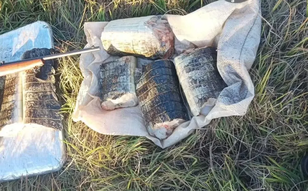 Sema apreende 17 kg de carne de jacaré durante operação em Poconé