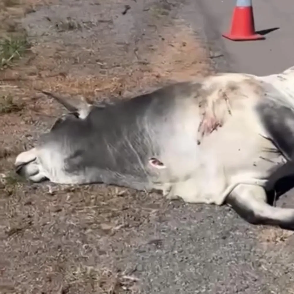 Carro fica destruído após colisão com touro em Nova Mutum