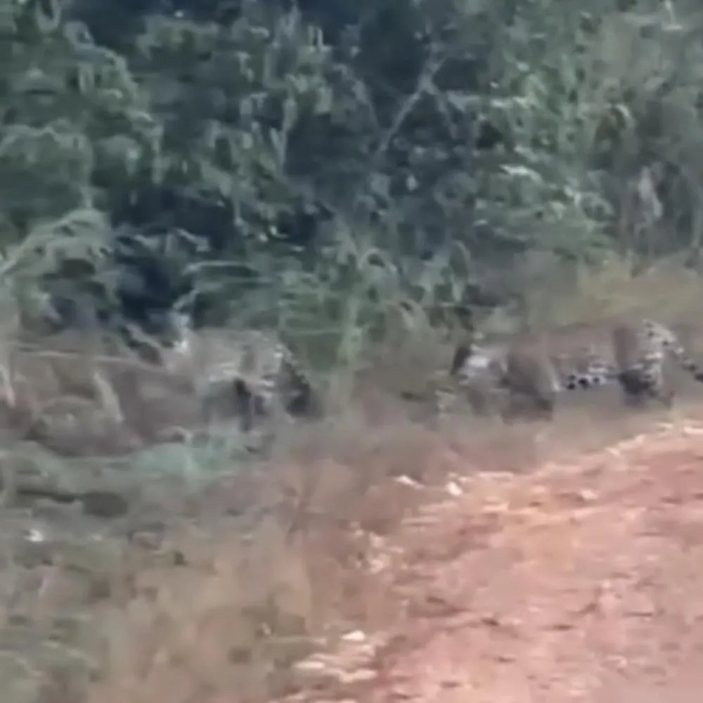 Duas onças são flagradas devorando capivara em Jaciara