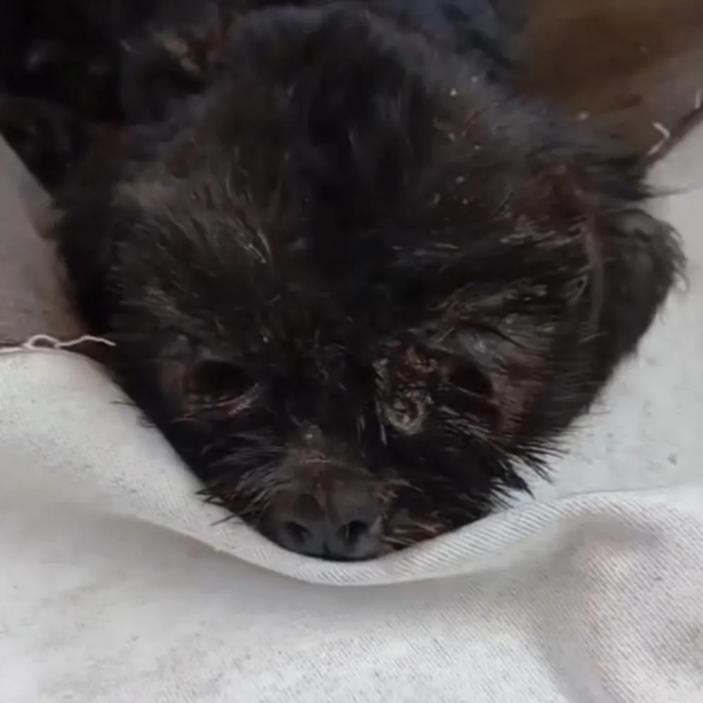 Cachorro é resgatado com olhos infestados por larvas em Várzea Grande