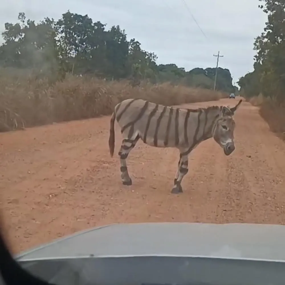 Vídeo de burro com listras semelhantes às de zebra viraliza em Cuiabá