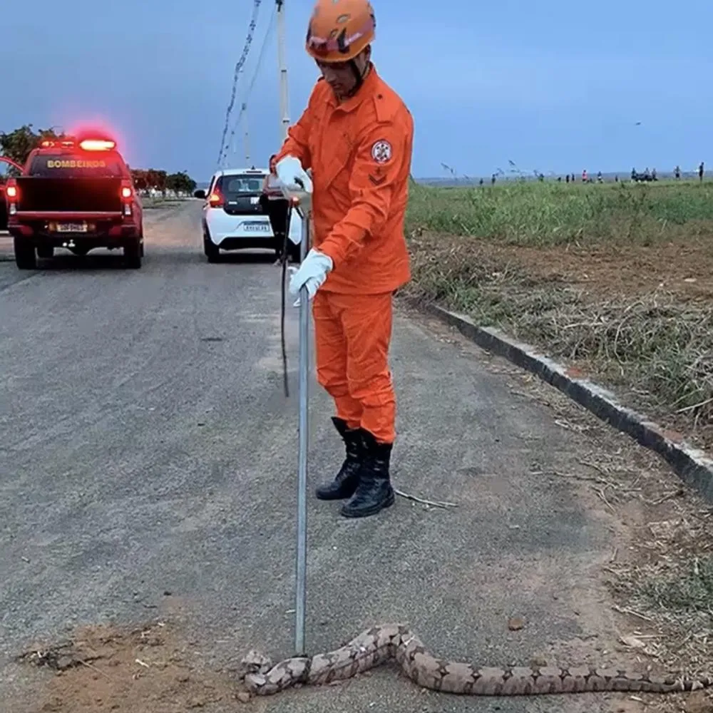 Corpo de Bombeiros captura jiboia de 1,5 metro em avenida de Primavera do Leste