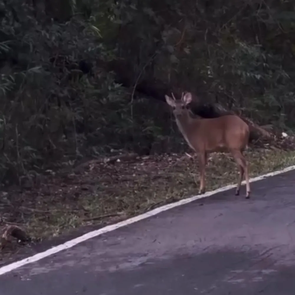 Veado é flagrado no Parque Mãe Bonifácia