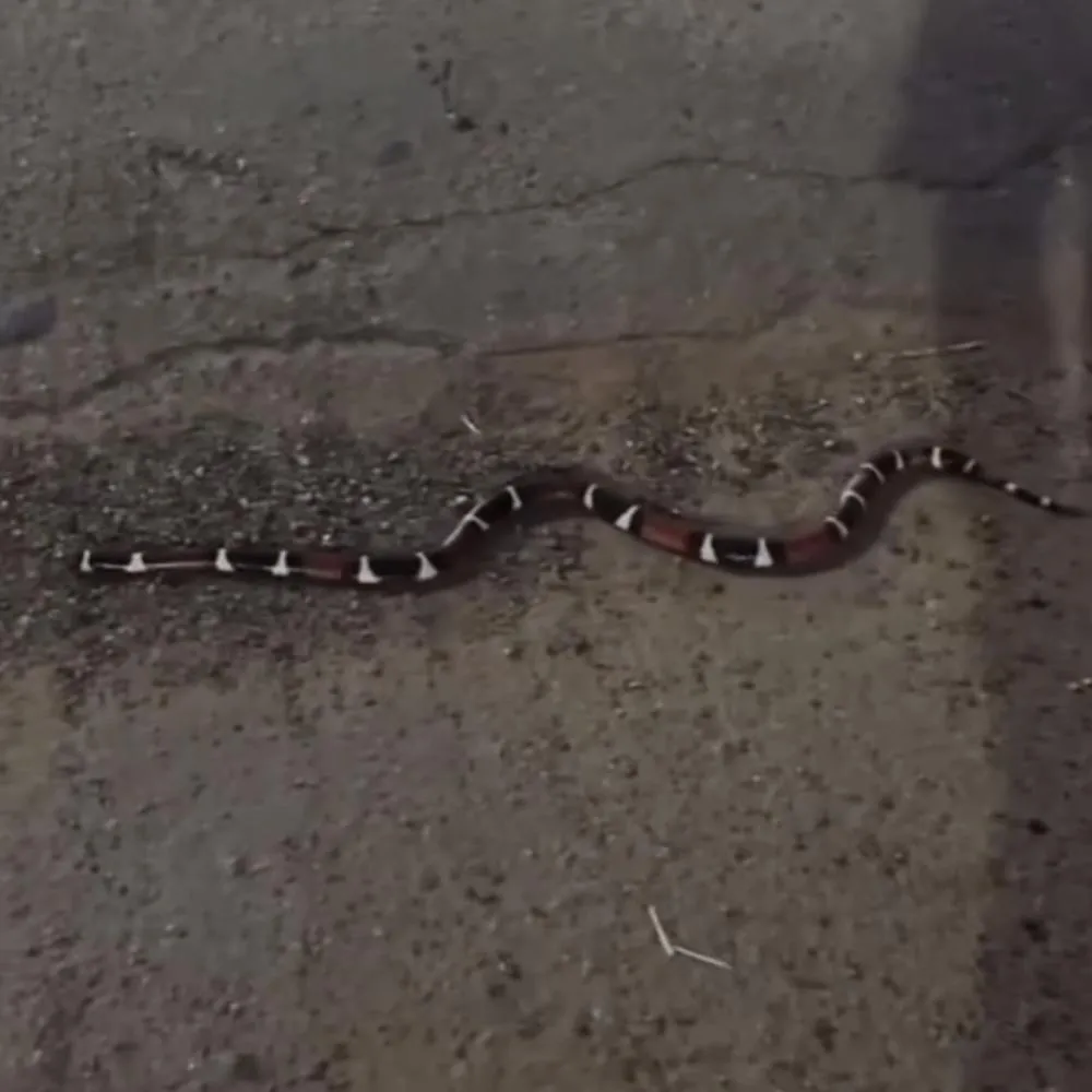 Cobra coral atravessa avenida e assusta moradores em Primavera do Leste