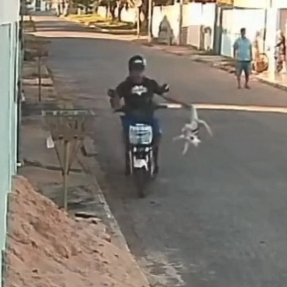 Homem é levado à delegacia após matar gato em Cáceres