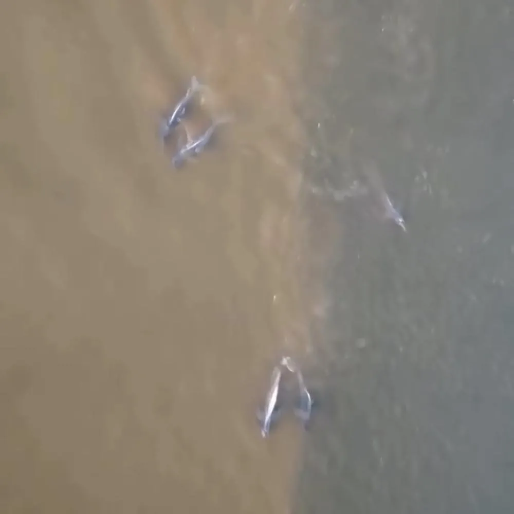 Botos-cor-de-rosa dão espetáculo em São Félix do Araguaia