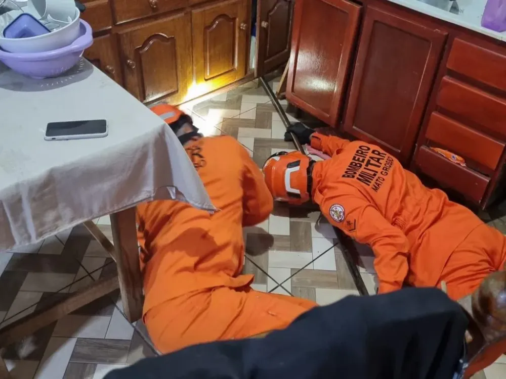Bombeiros resgatam ouriço-cacheiro em fábrica de Pva do Leste e teiú em Guarantã do Norte