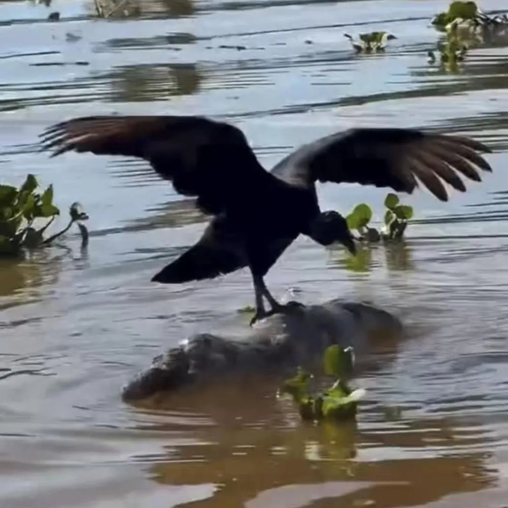 Vídeo mostra urubu se equilibrar sobre jacaré no Pantanal e viraliza