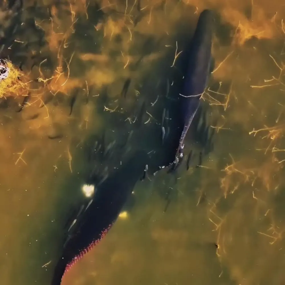 Pirarucus gigantes chamam atenção no Rio Teles Pires, em Itaúba