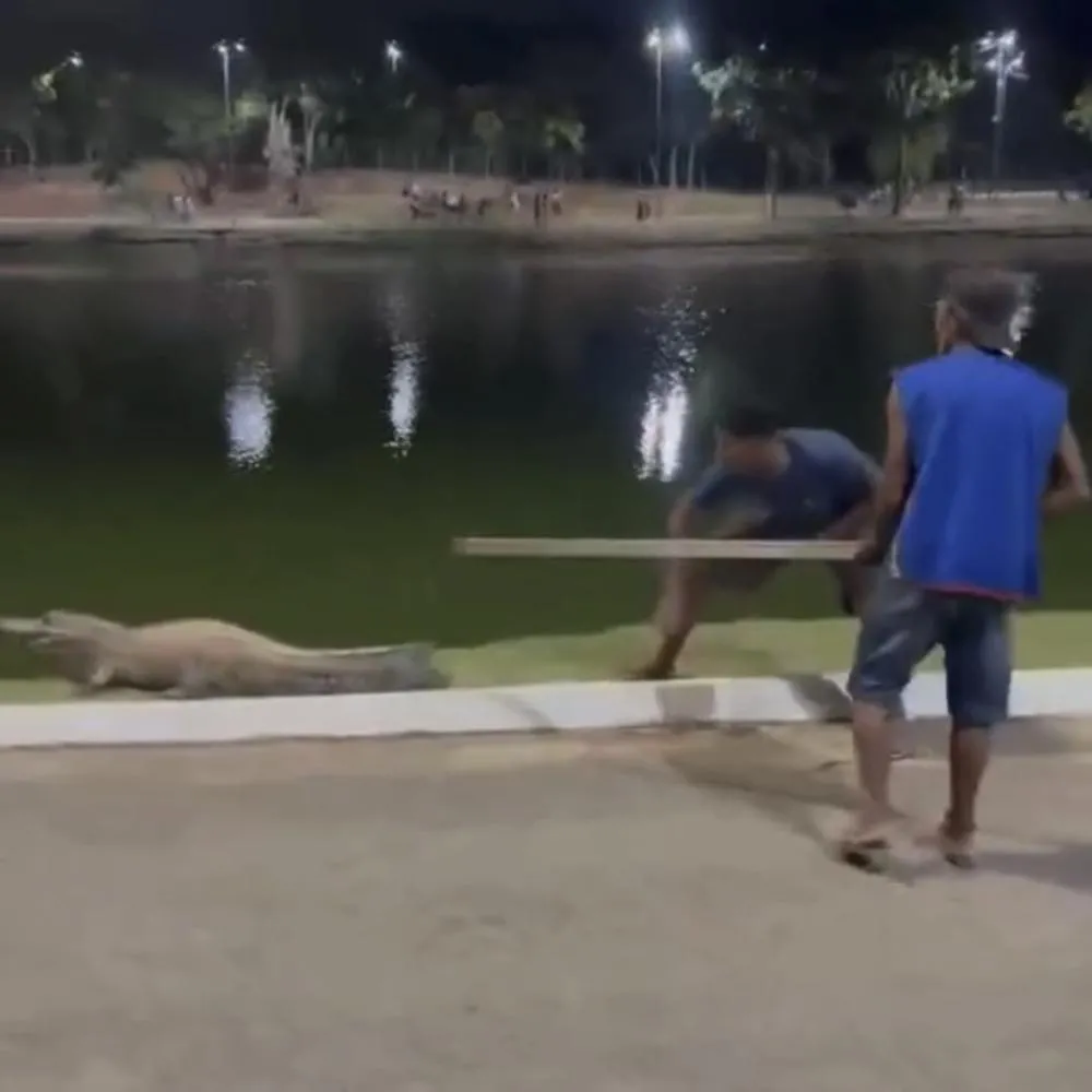 Jacaré “Celso” é alvo de tentativa de afugentamento no Parque das Águas