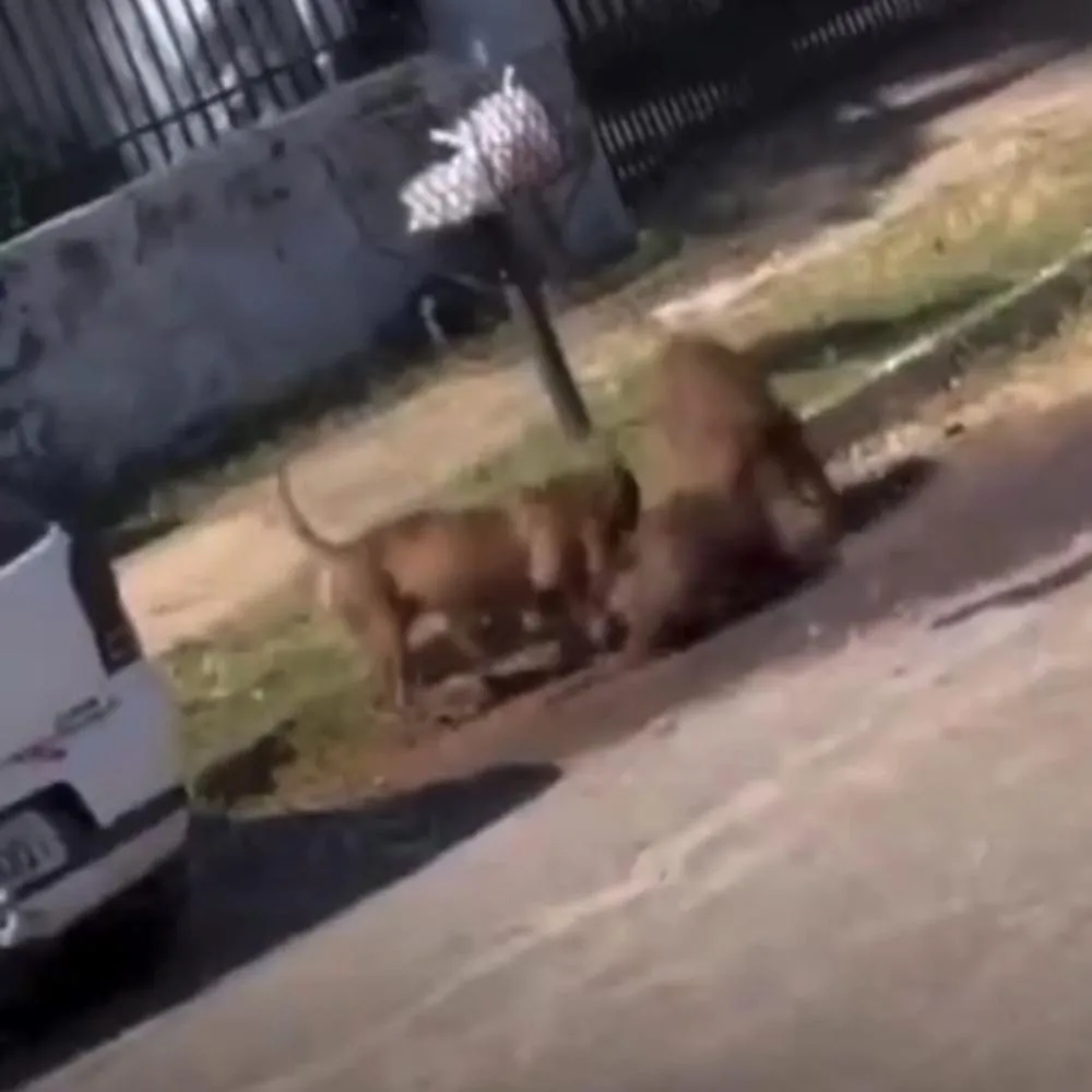 Moradores denunciam ataques de pitbulls e vivem clima de medo em Nova Mutum