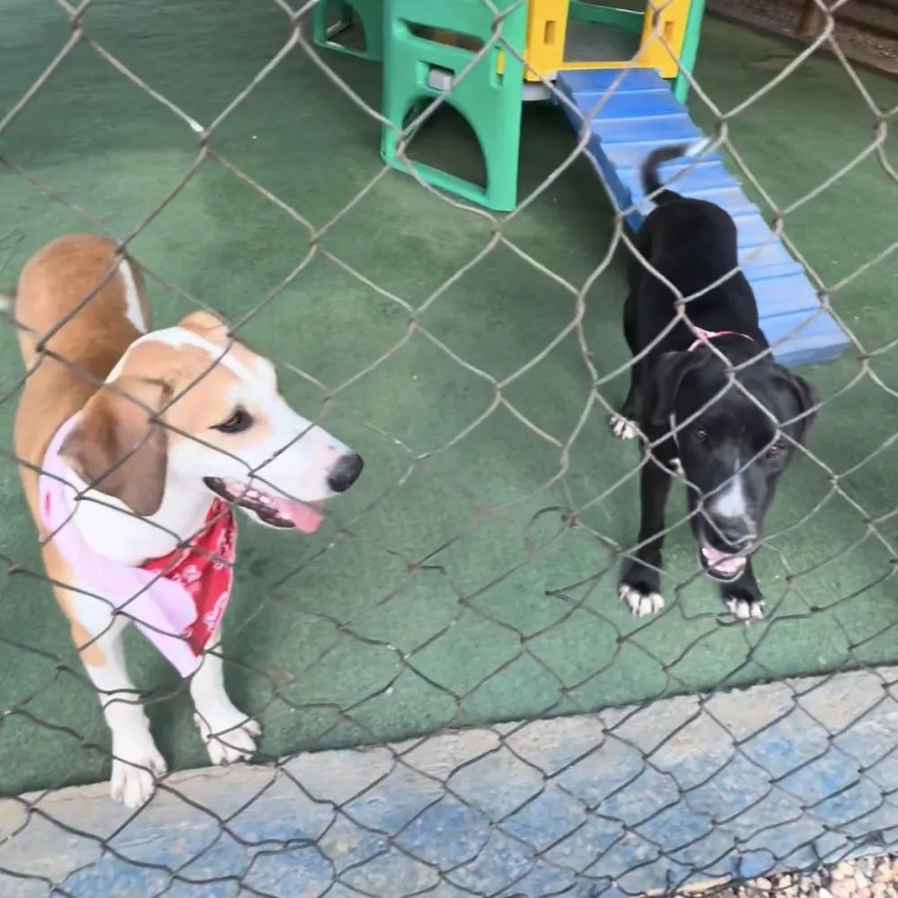 Feira de adoção reúne famílias, pets e incentiva adoção responsável em Primavera do Leste