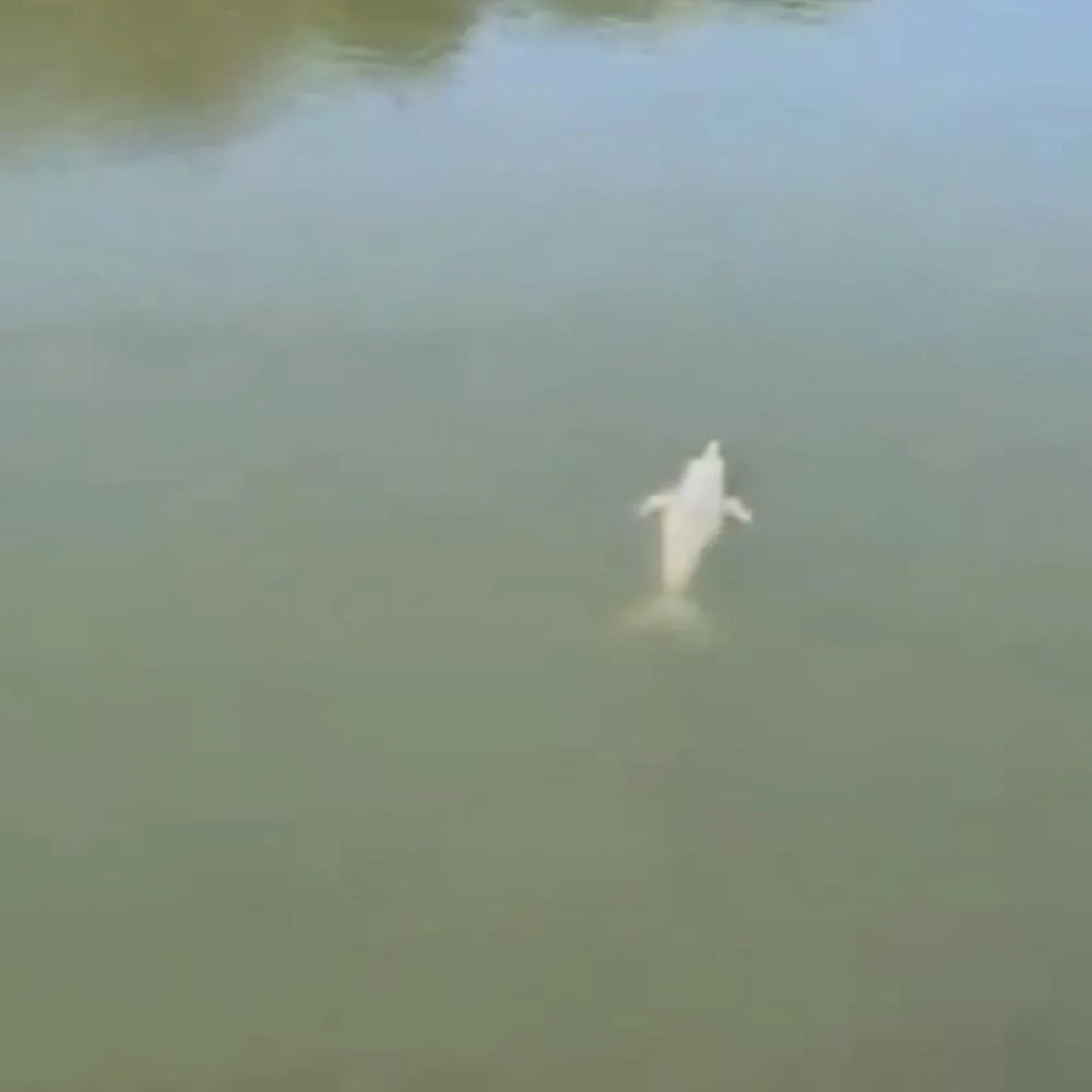 Cena impressionante de botos caçando peixes no Rio Araguaia viraliza